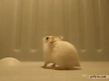 1329847071 hamster doing back flips