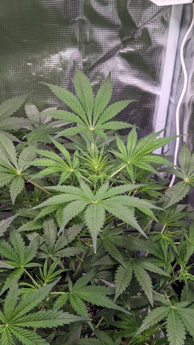 1st time grower needs some help 3