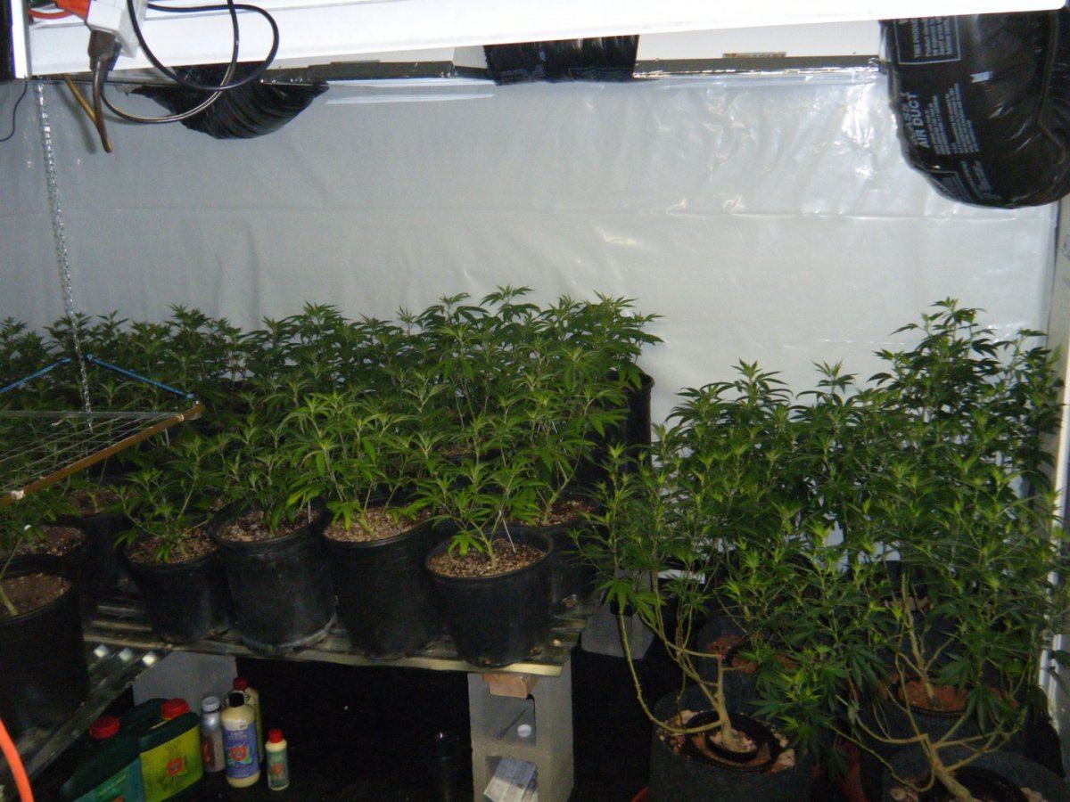 6k Medical Grow Soil H G Sealed Room Co2 Thcfarmer