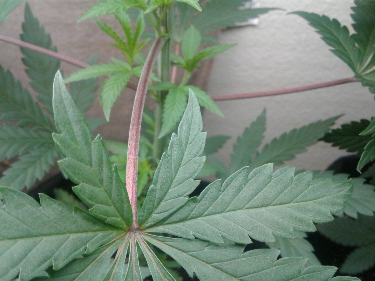 Purple Stems Good Or Bad Thcfarmer Cannabis Cultivation Network