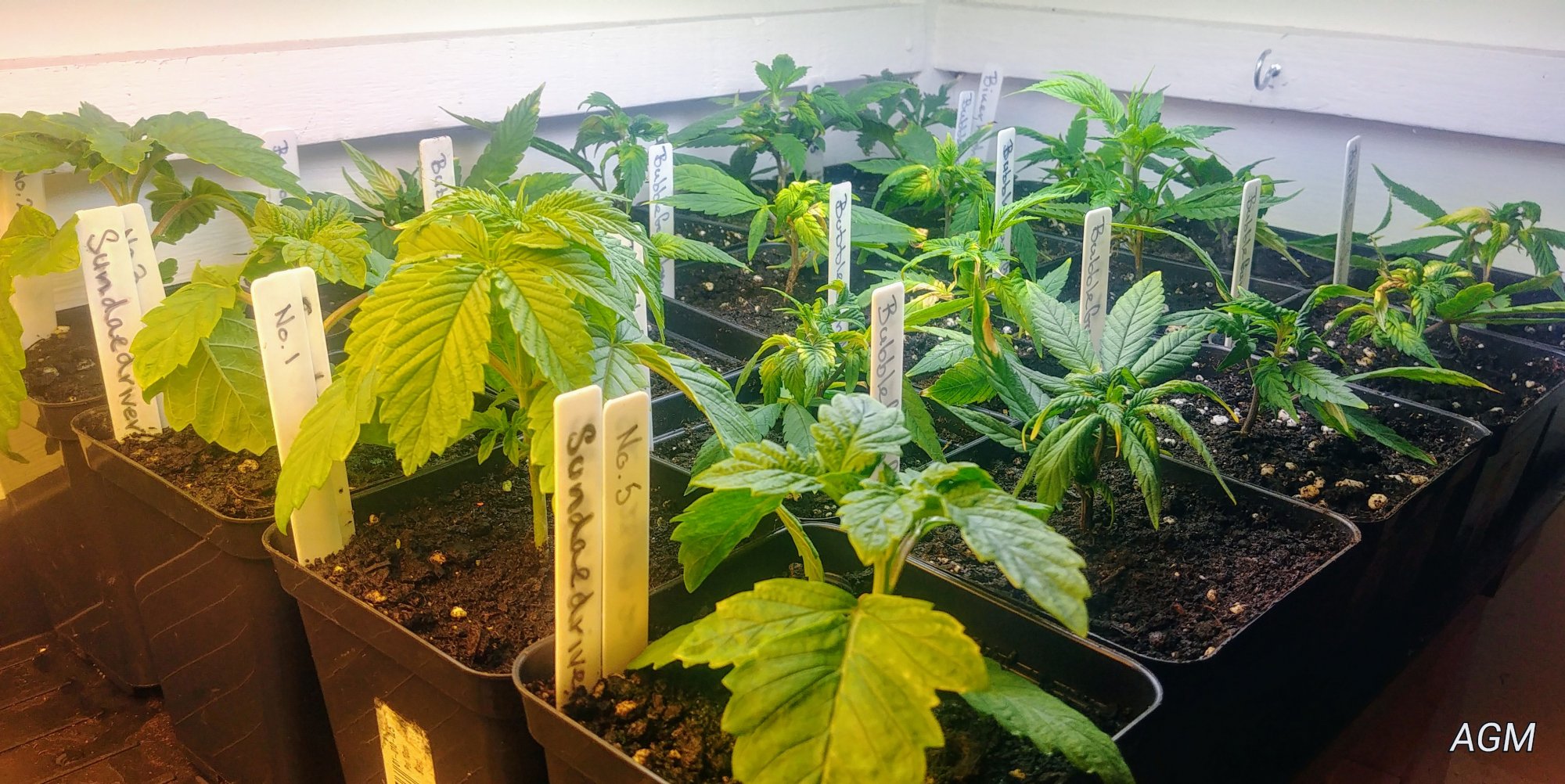 Cuttings to Clones. Just how I do it! | Advanced Techniques & Problems ...