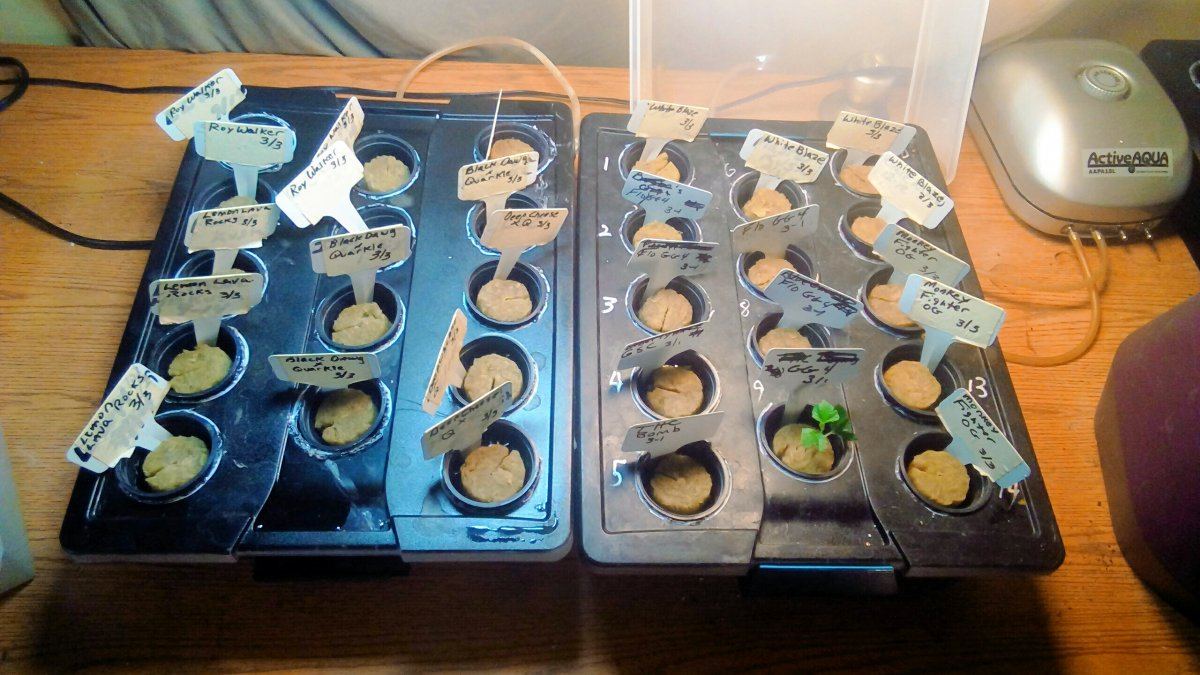 27 seeds and 1 clone