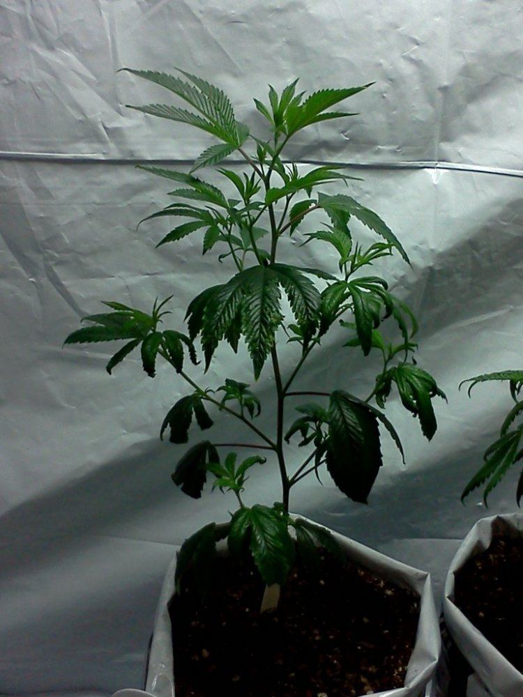 2nd grow indoor soil still learning 2