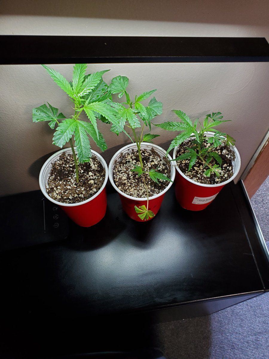 4 strain southern ontario backyard grow