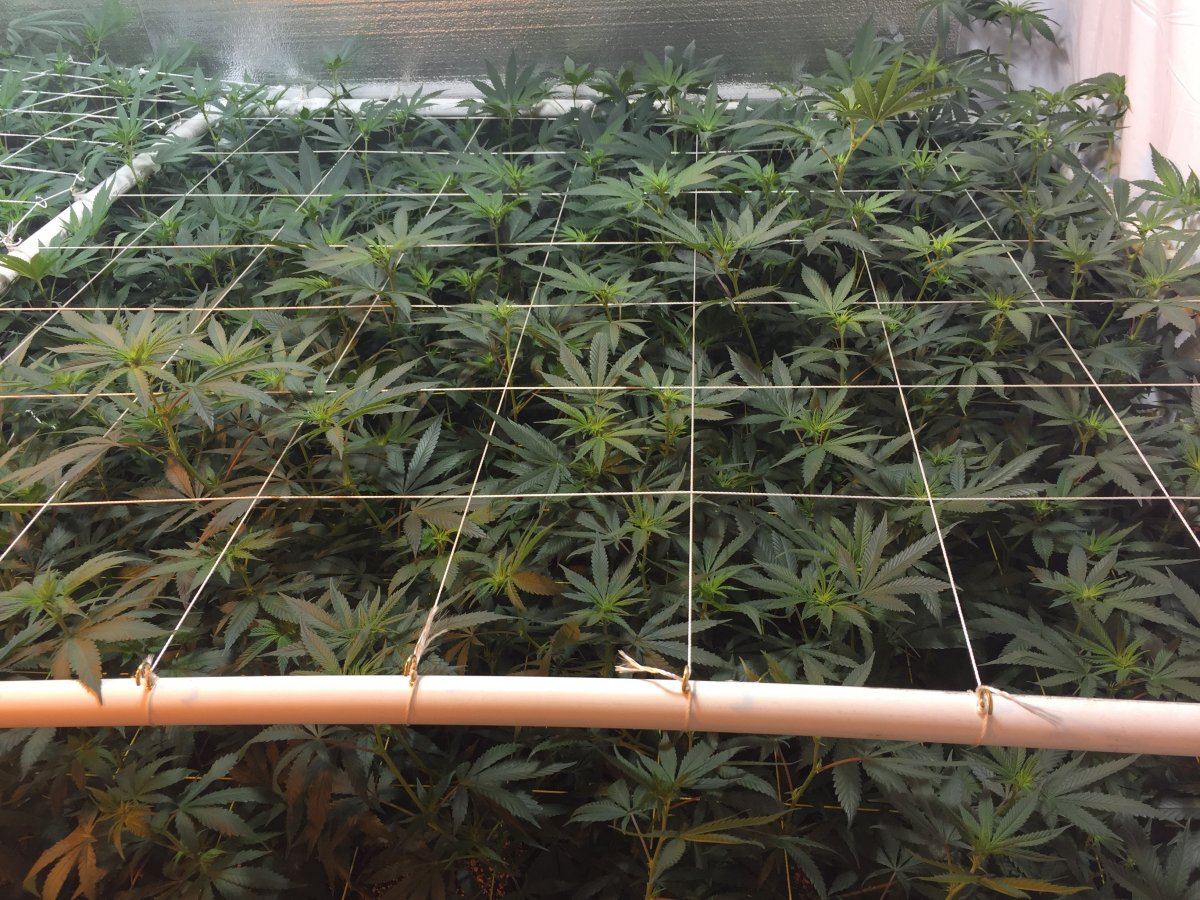 4400 watts 78 plants what yall think 2