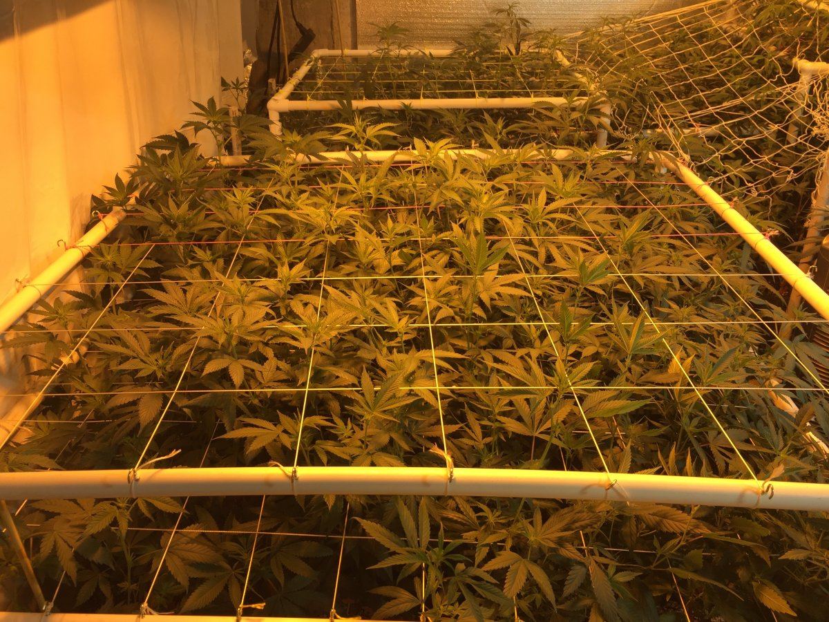 4400 watts 78 plants what yall think 6