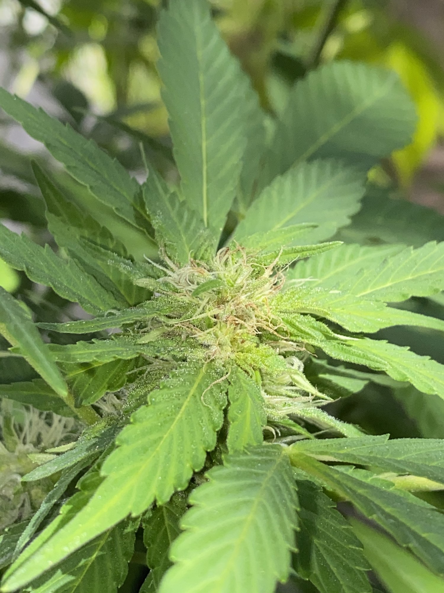 Bud site turning brown (outdoor) | THCFarmer - Cannabis Cultivation Network