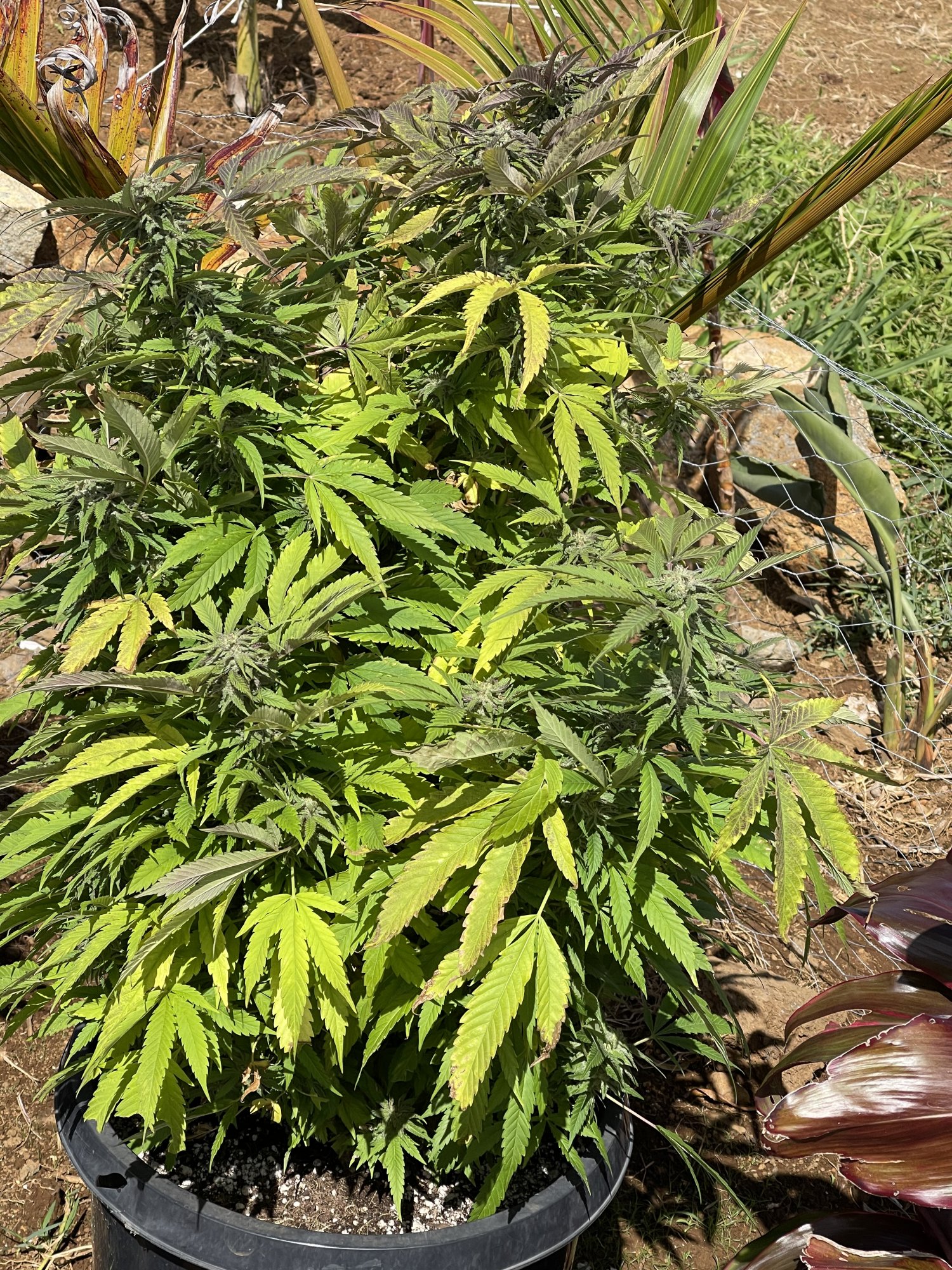 54f and windy cause this in my outdoor grow 2