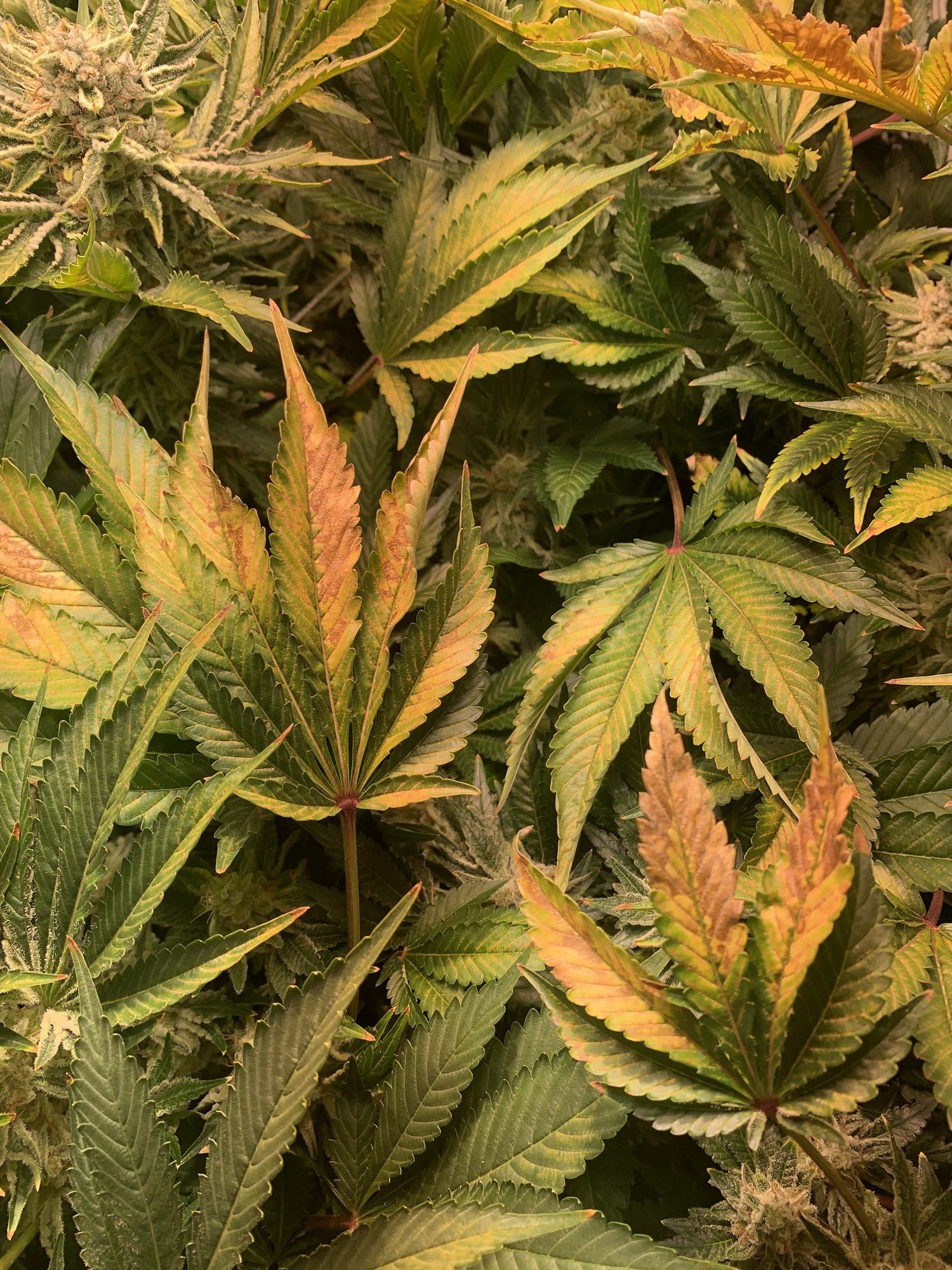 Light Burn Should I Harvest Thcfarmer Cannabis Cultivation Network