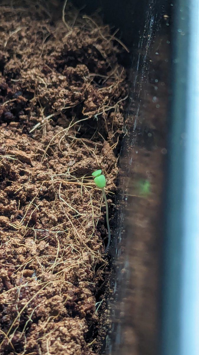 After 2 weeks my plant has another born plant in the same pothow is that possibleonly one seed 2