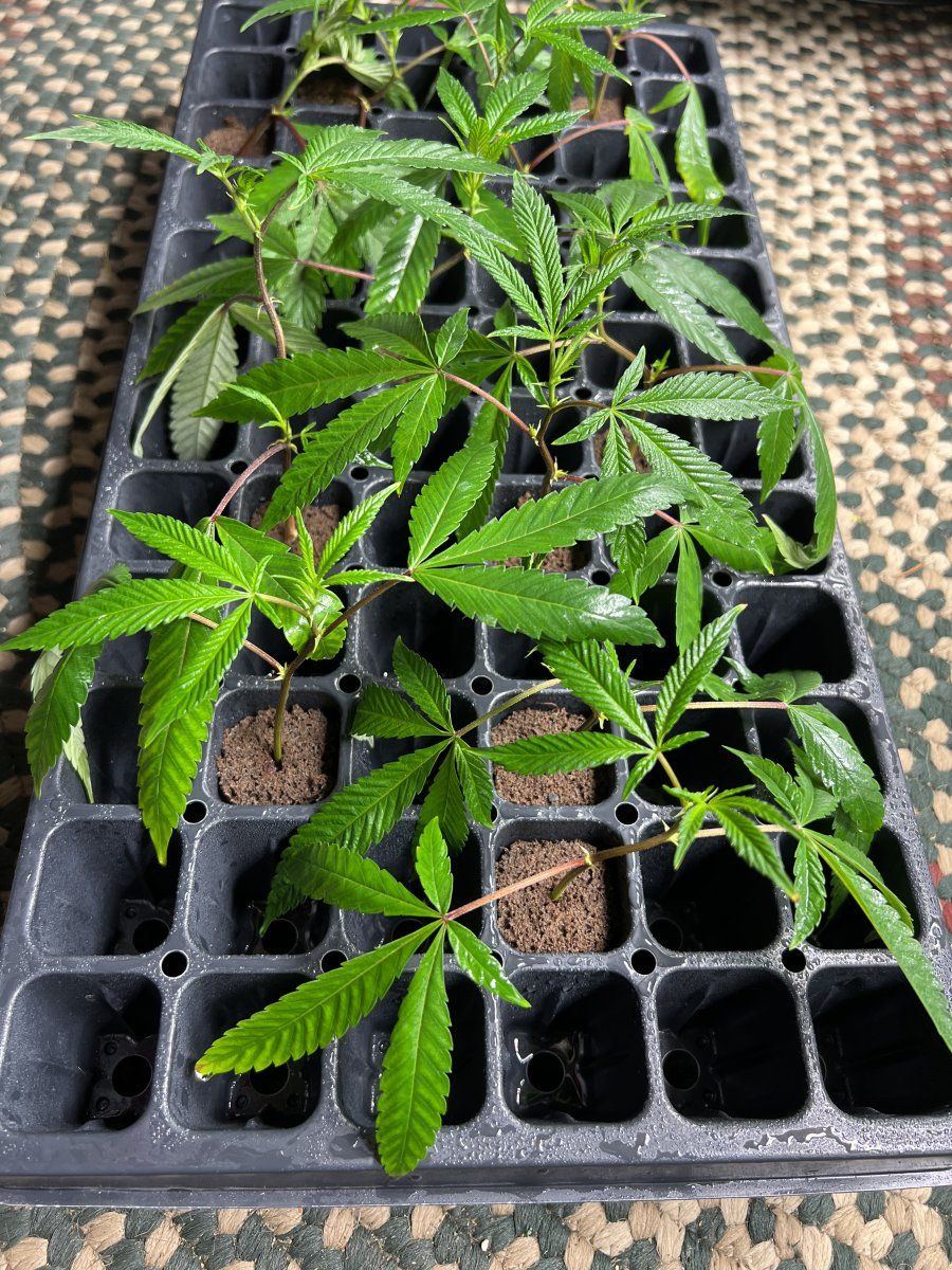 And  cltvtd cut clones 4