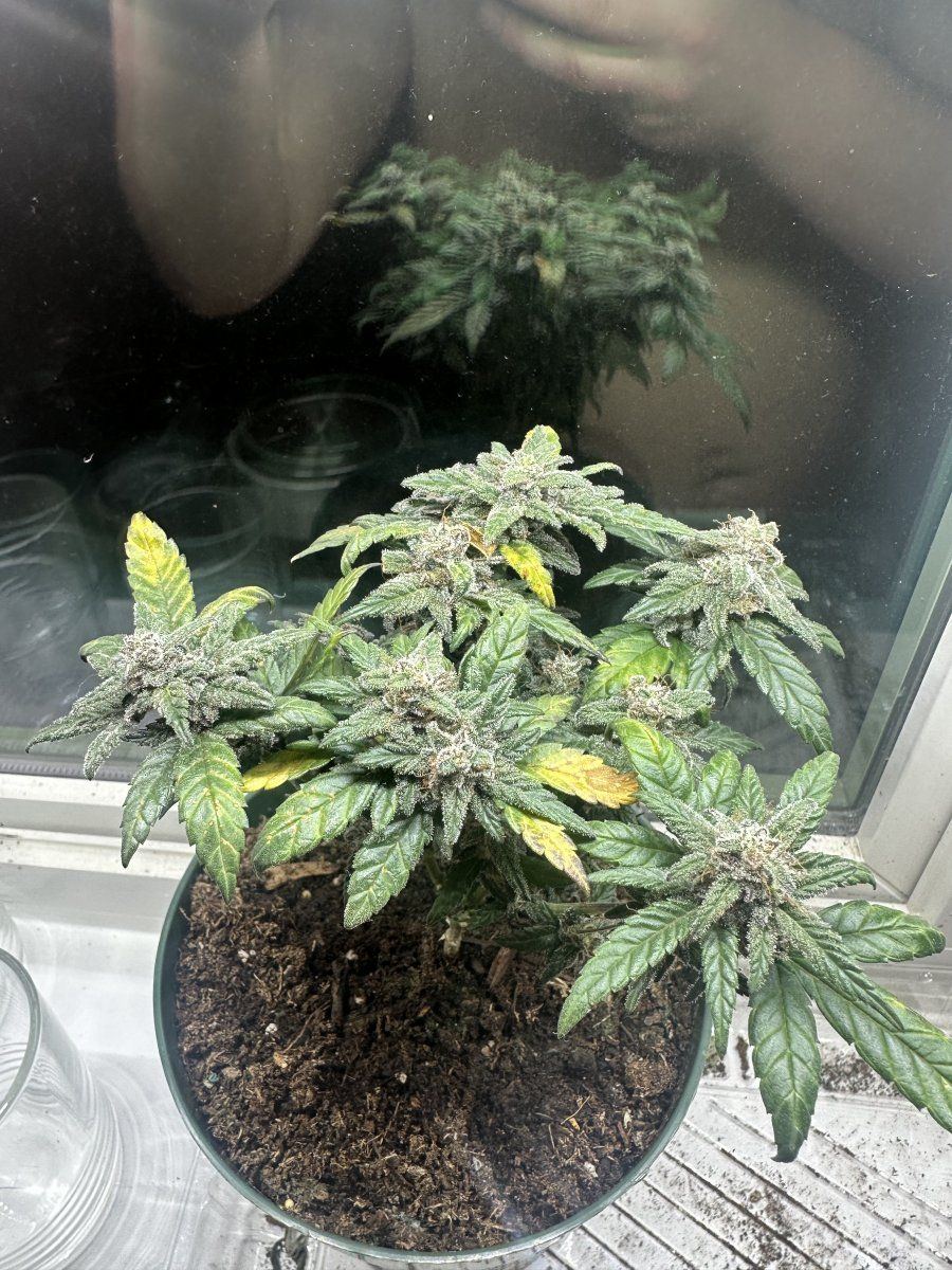 Any help on when i should harvest this little bonsai 4