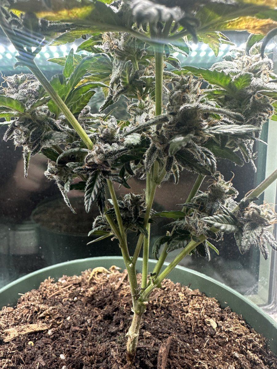 Any help on when i should harvest this little bonsai 6