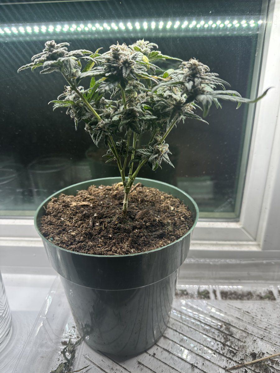Any help on when i should harvest this little bonsai