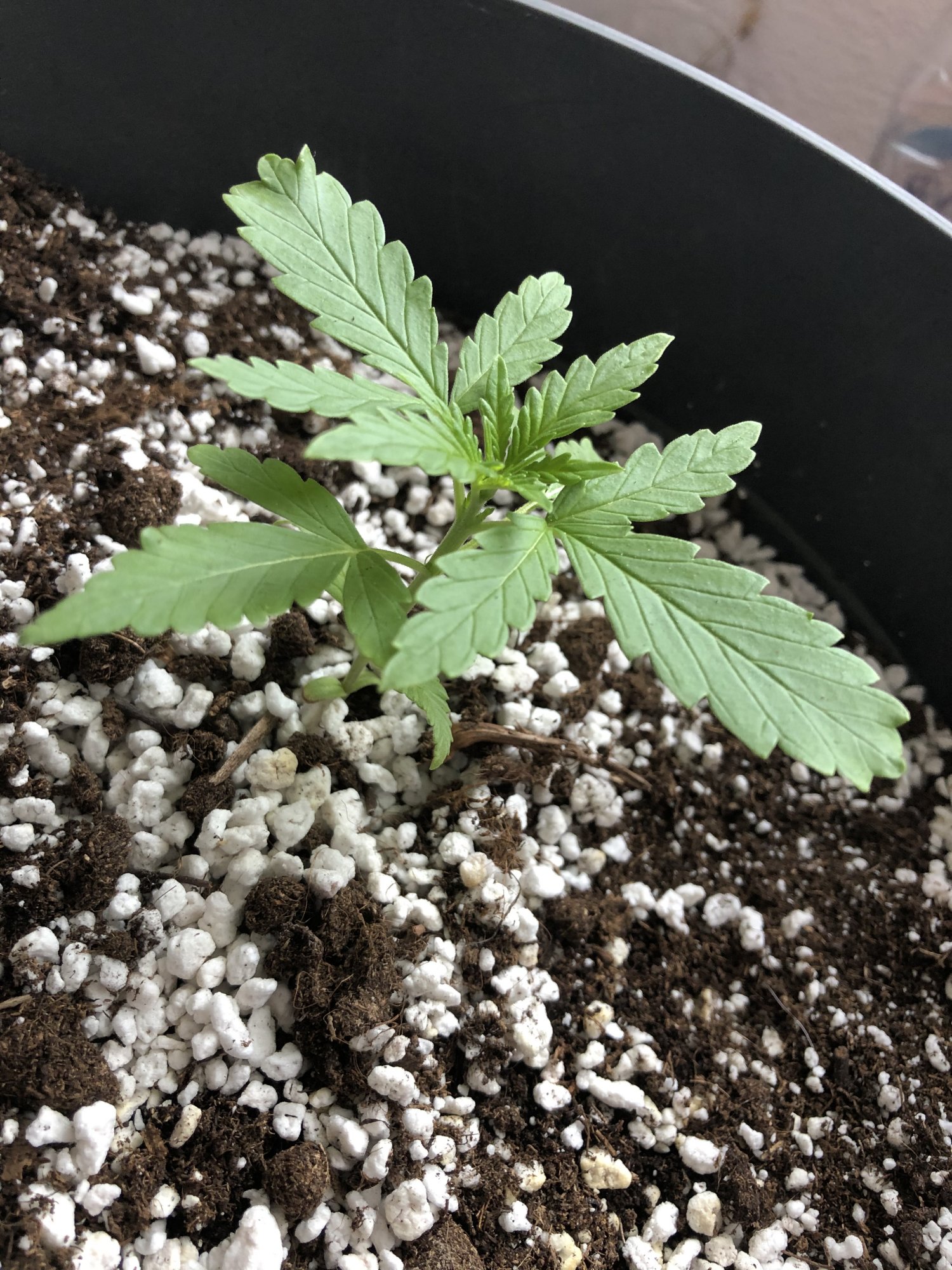 Any tips  tricks available  outdoor growing 2