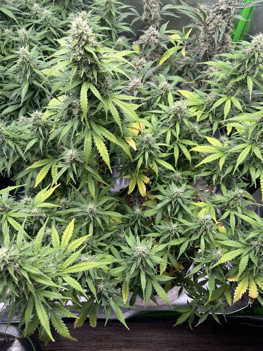 Anyone know whats wrong with my autos 2