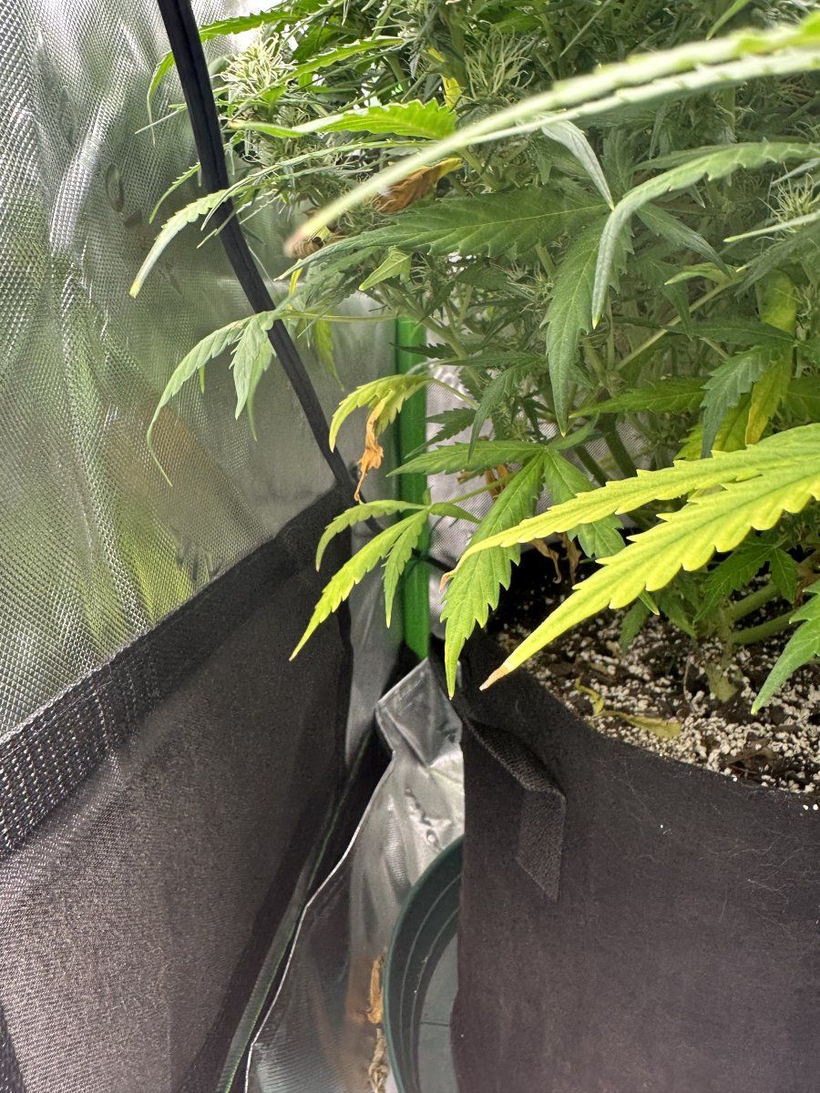 Anyone know whats wrong with my autos