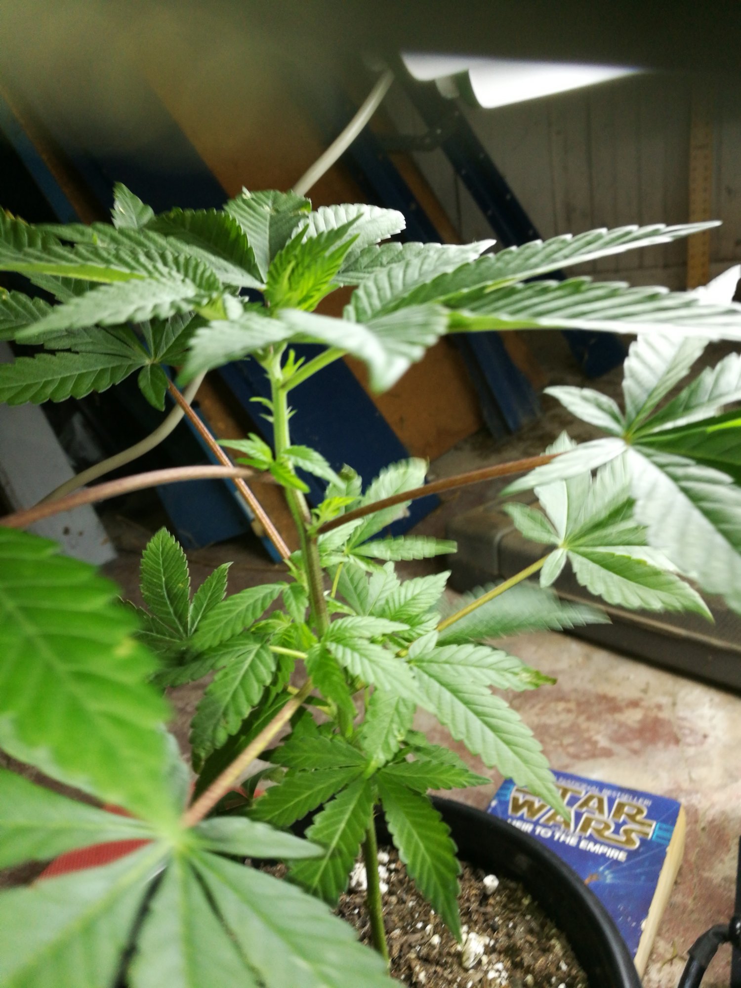 Are my clones starting to flower 10