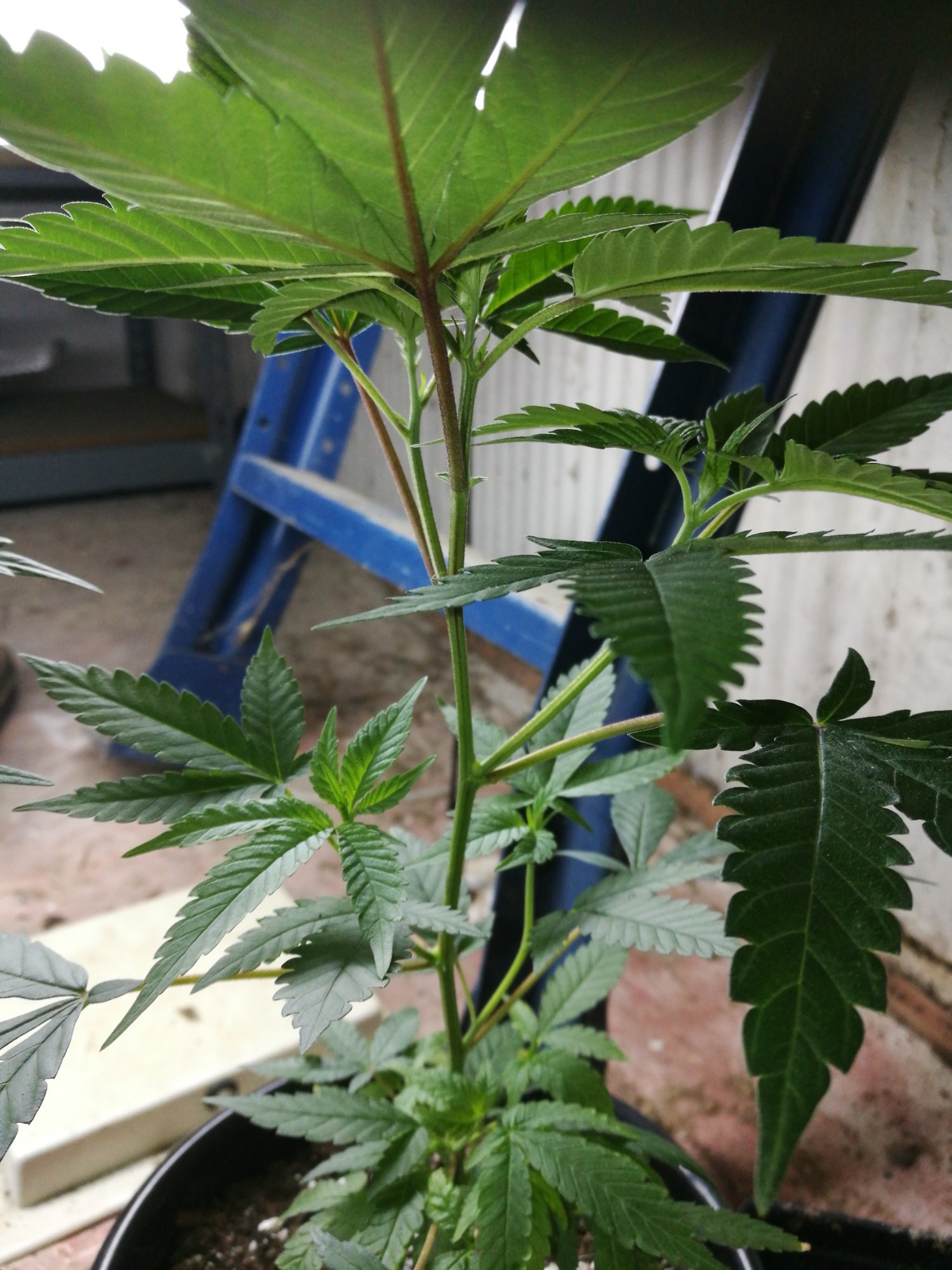 Are my clones starting to flower 6
