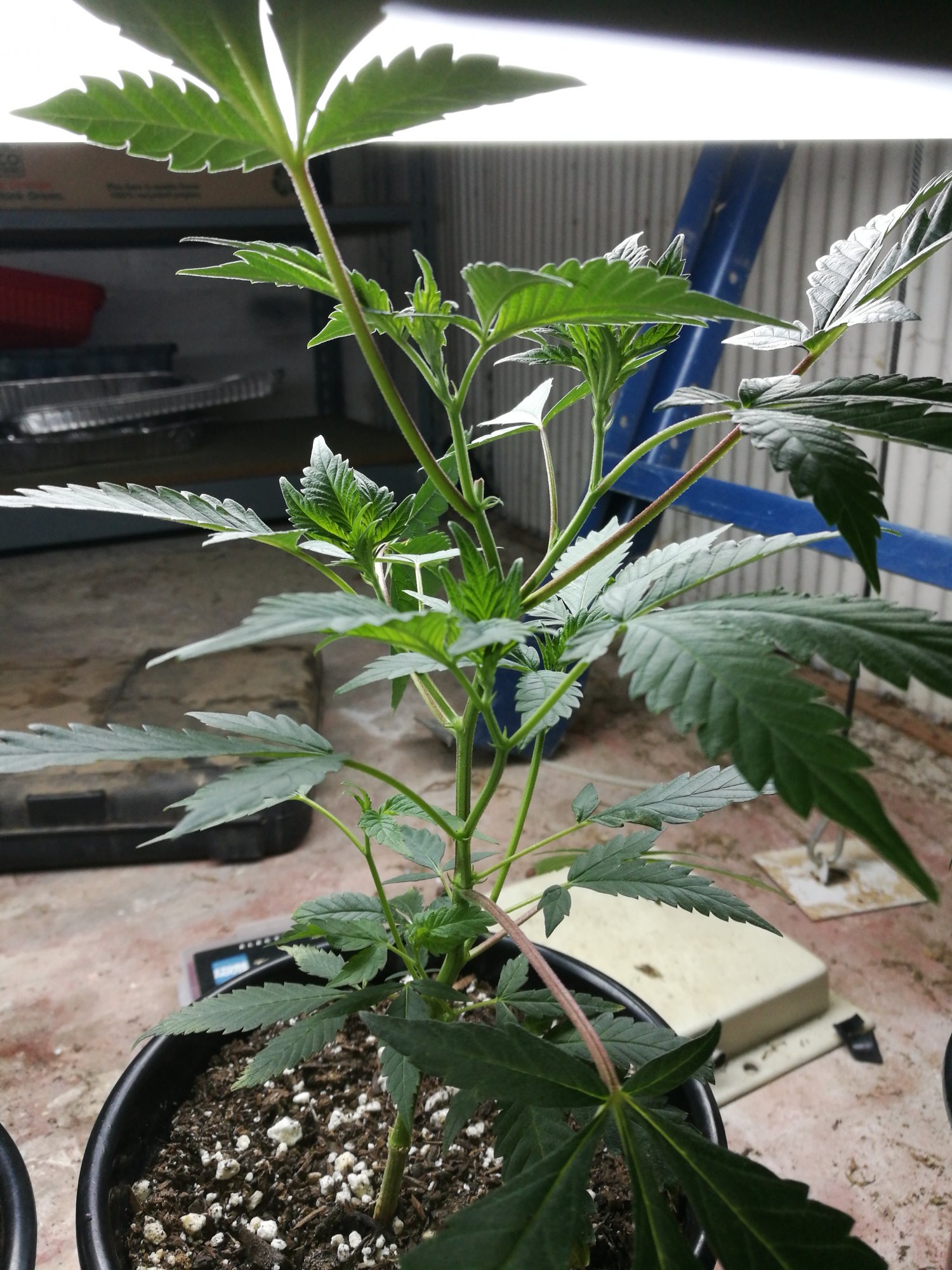 Are my clones starting to flower 7
