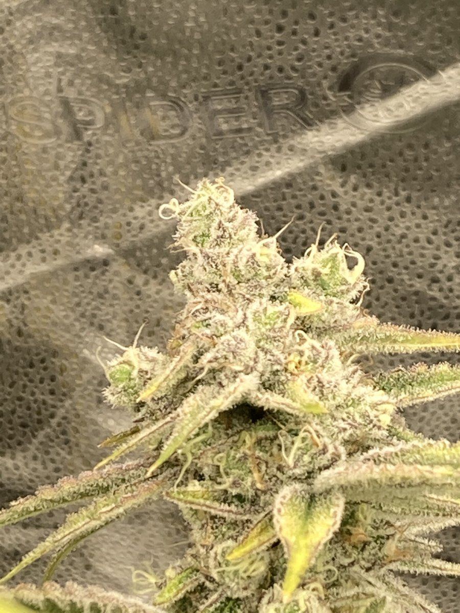 Are these done  only 50 days flower 11