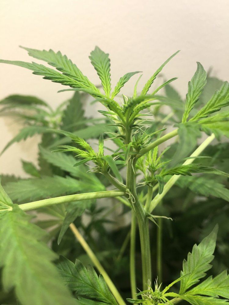 Auto not flowering   should i switch to 1212 2