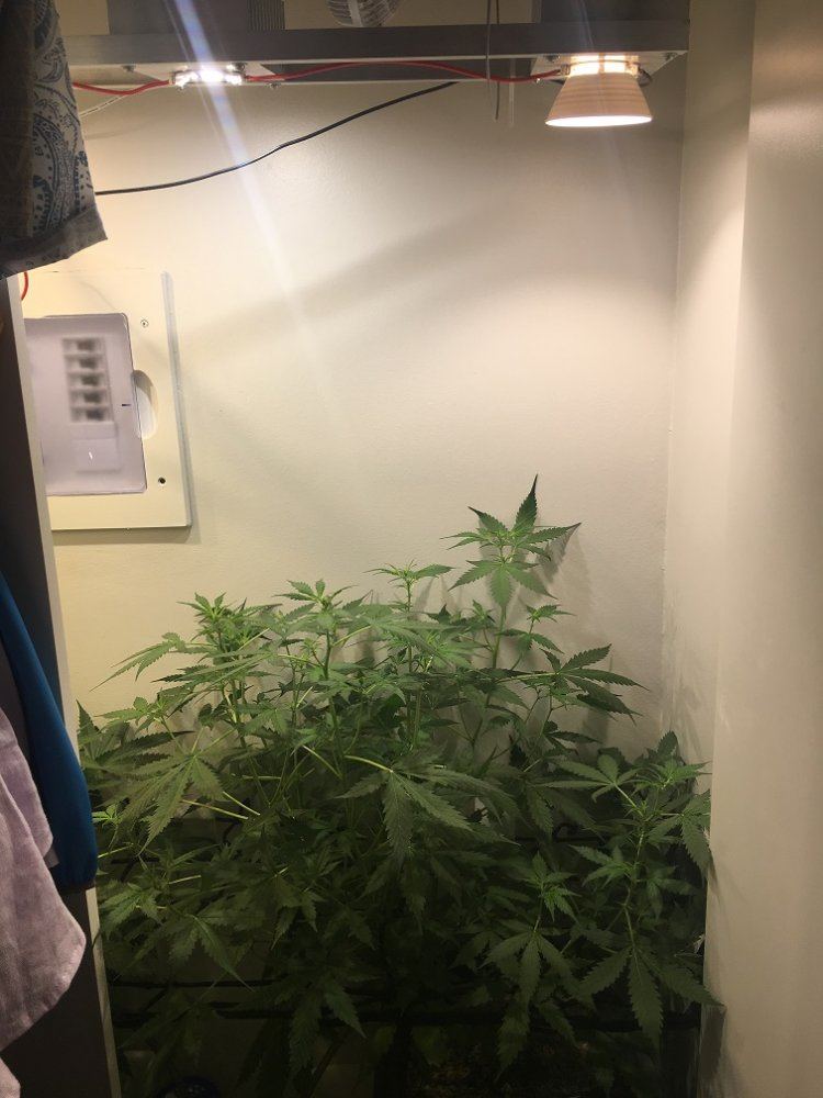 Auto not flowering   should i switch to 1212