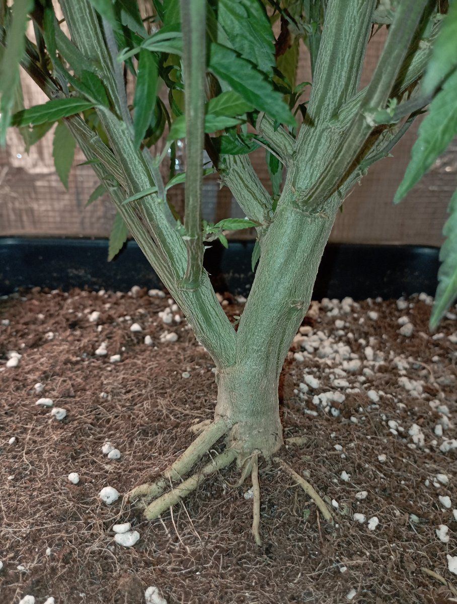 Bbbc stem