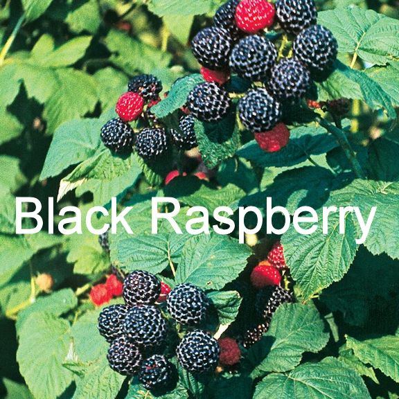 BlackRaspberry