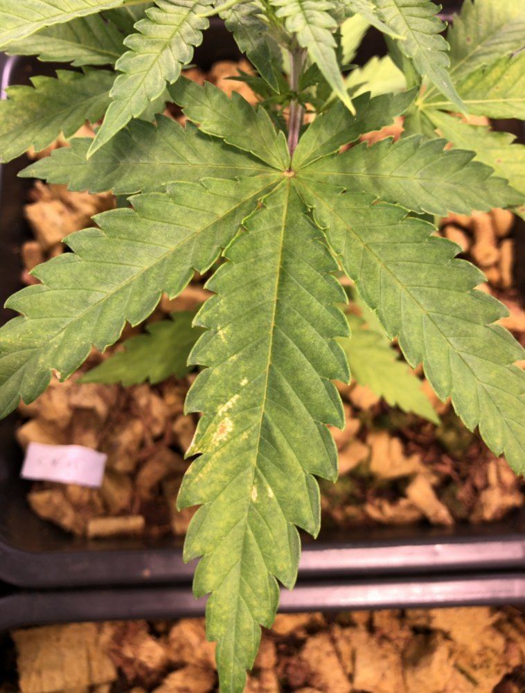 Calmag deficiency but what to do 3