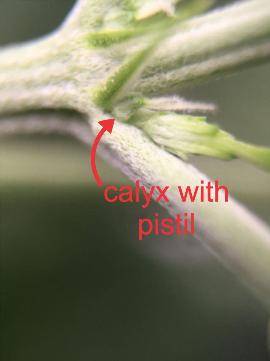 Calyx with pistil