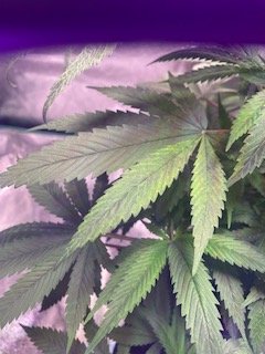 Can anyone tell me whats going on with my fan leaves 4