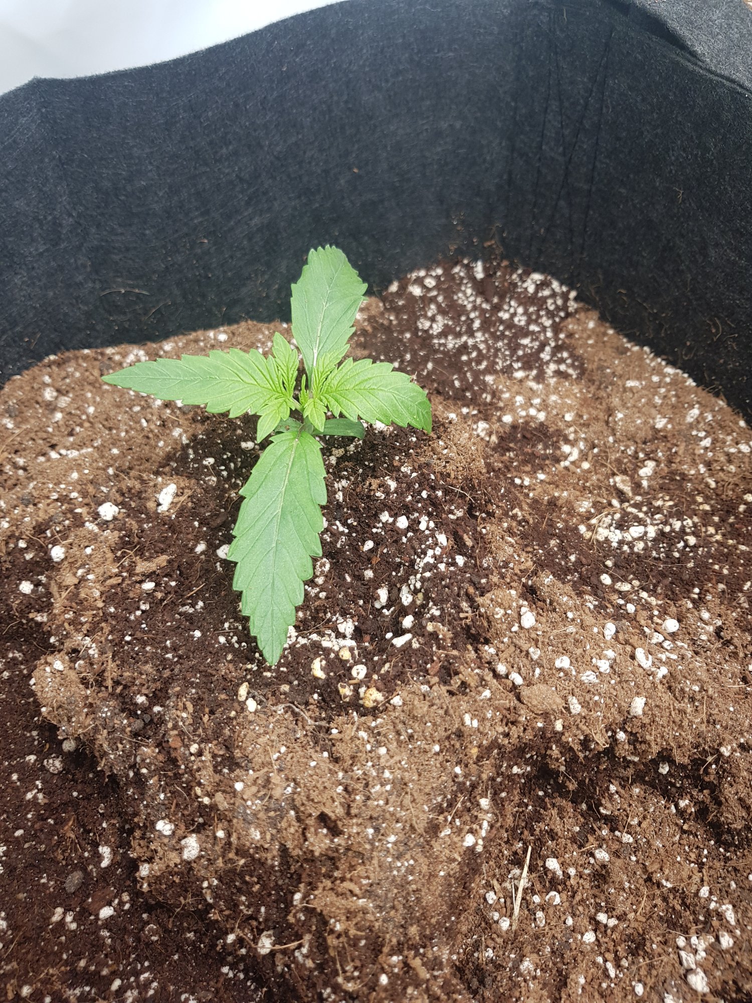 Can it be root rot overwatered 2