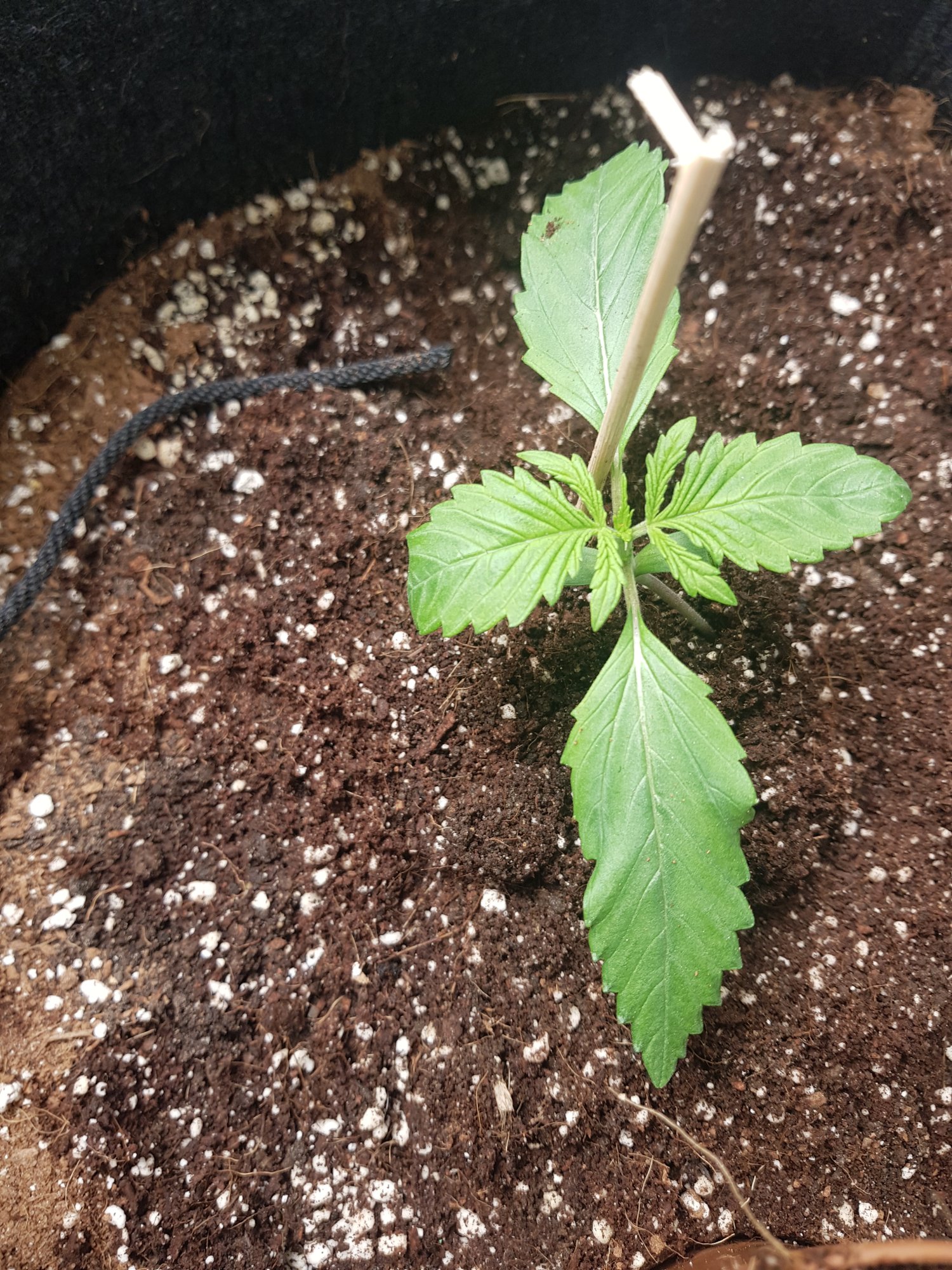 Can it be root rot overwatered