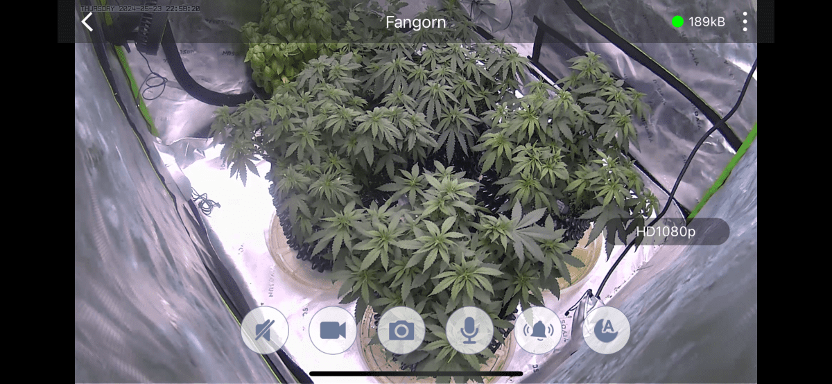 Cannabis peeping tom   grow camera 2