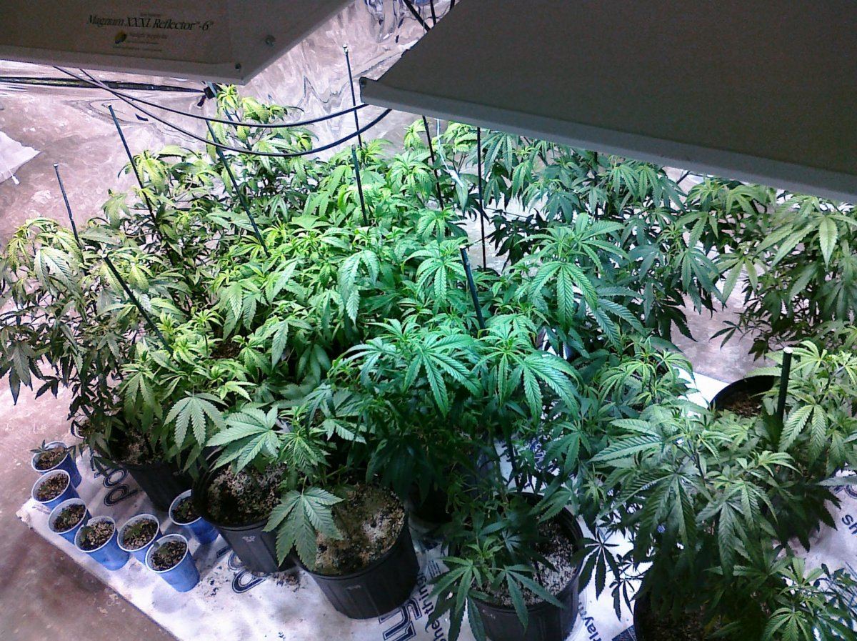 Pro-mix hp????? | THCFarmer - Cannabis Cultivation Network