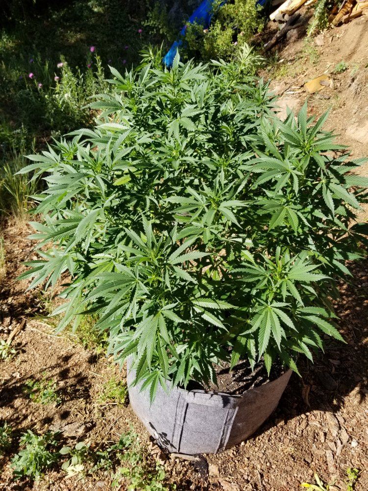 Colorado outdoor grow questions 12
