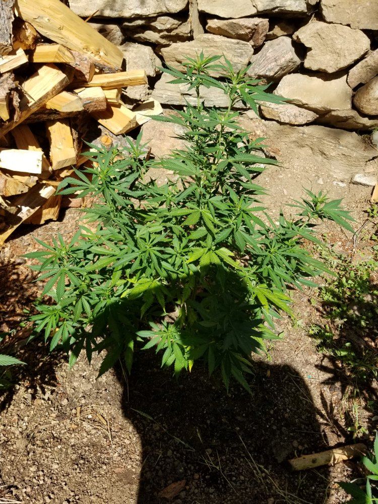 Colorado outdoor grow questions 17