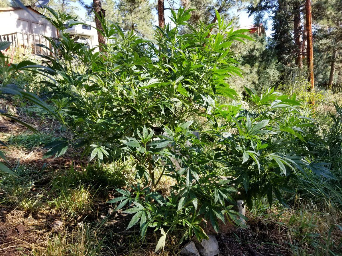 Colorado outdoor grow questions 9