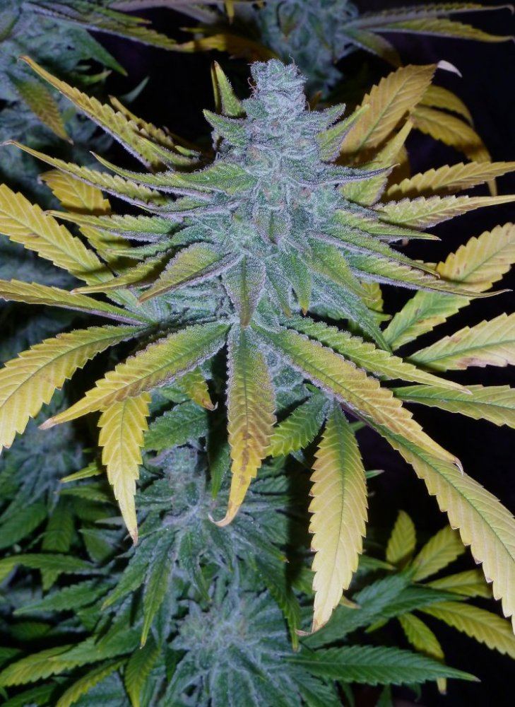 Cannabis - Sin Porn | THCFarmer - Cannabis Cultivation Network