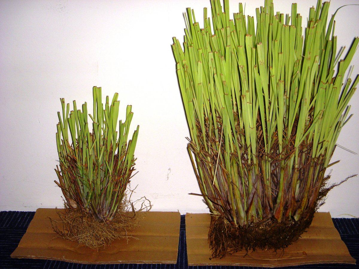 Comparison with or without BCR SOIL lemongrasscitronella