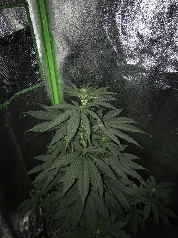 Could my plant be a male 5