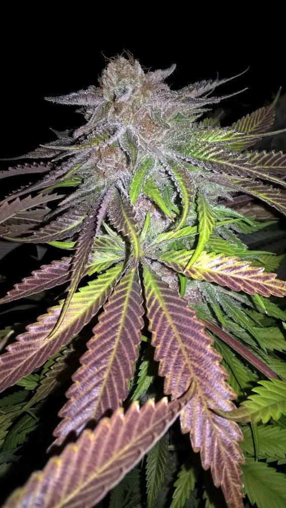 Csi humboldt   growers picture thread   veg or flow we love em all 7