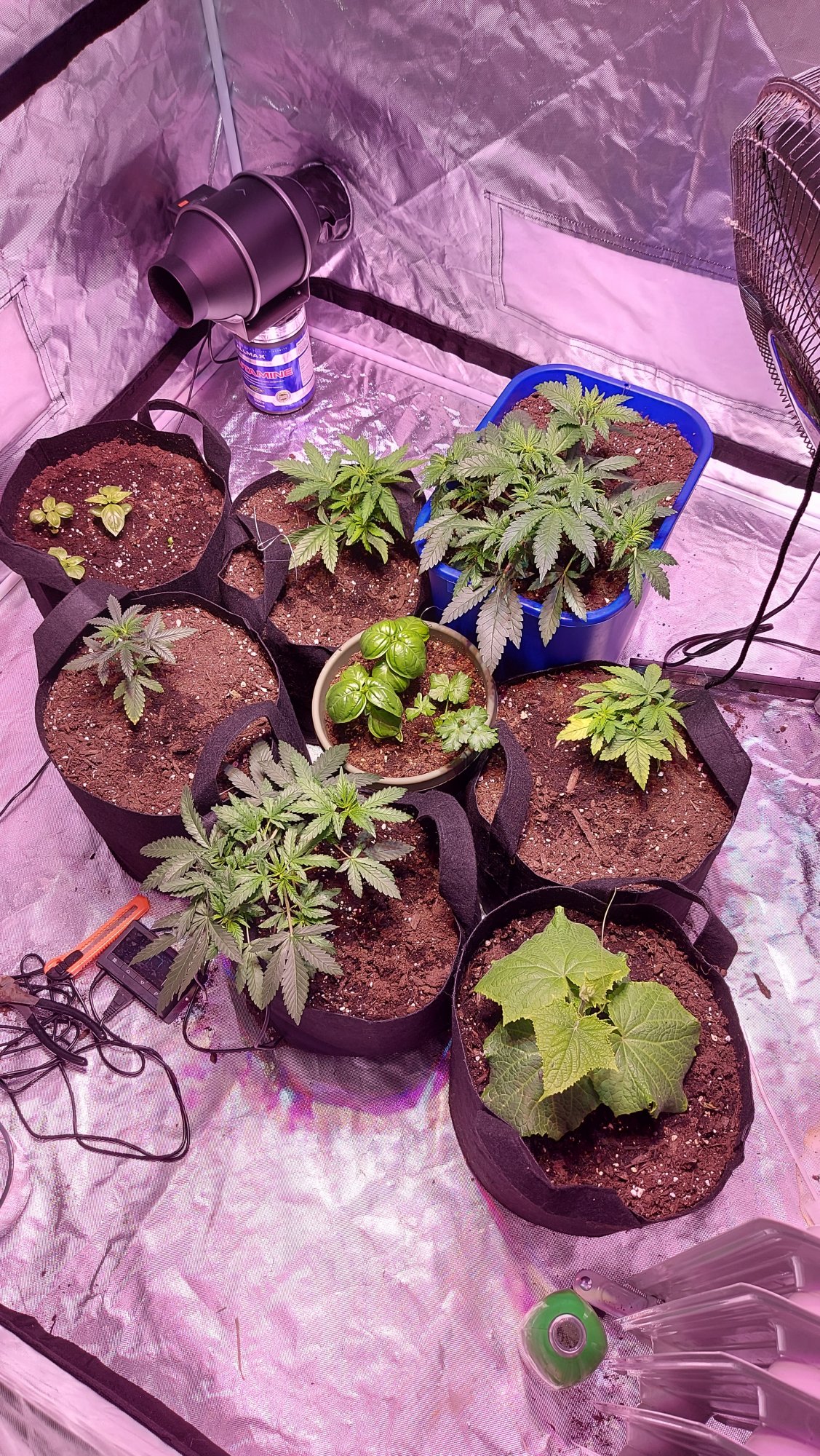 Diaries of my first grow ever  with pics 5