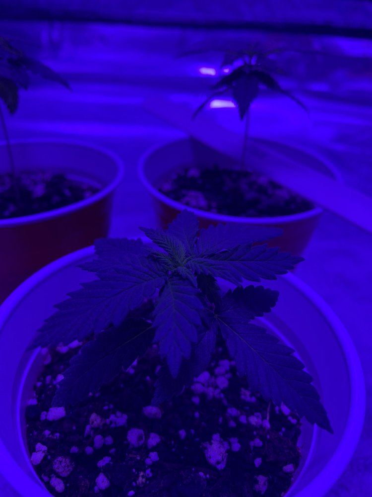 Do i have a nutrient deficiency