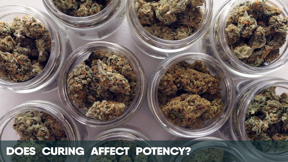 Does curing cannabis affect potency