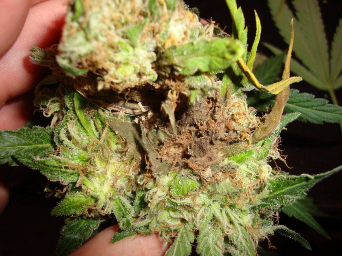 help!!! bud rot!!! help!!! | THCFarmer - Cannabis Cultivation Network