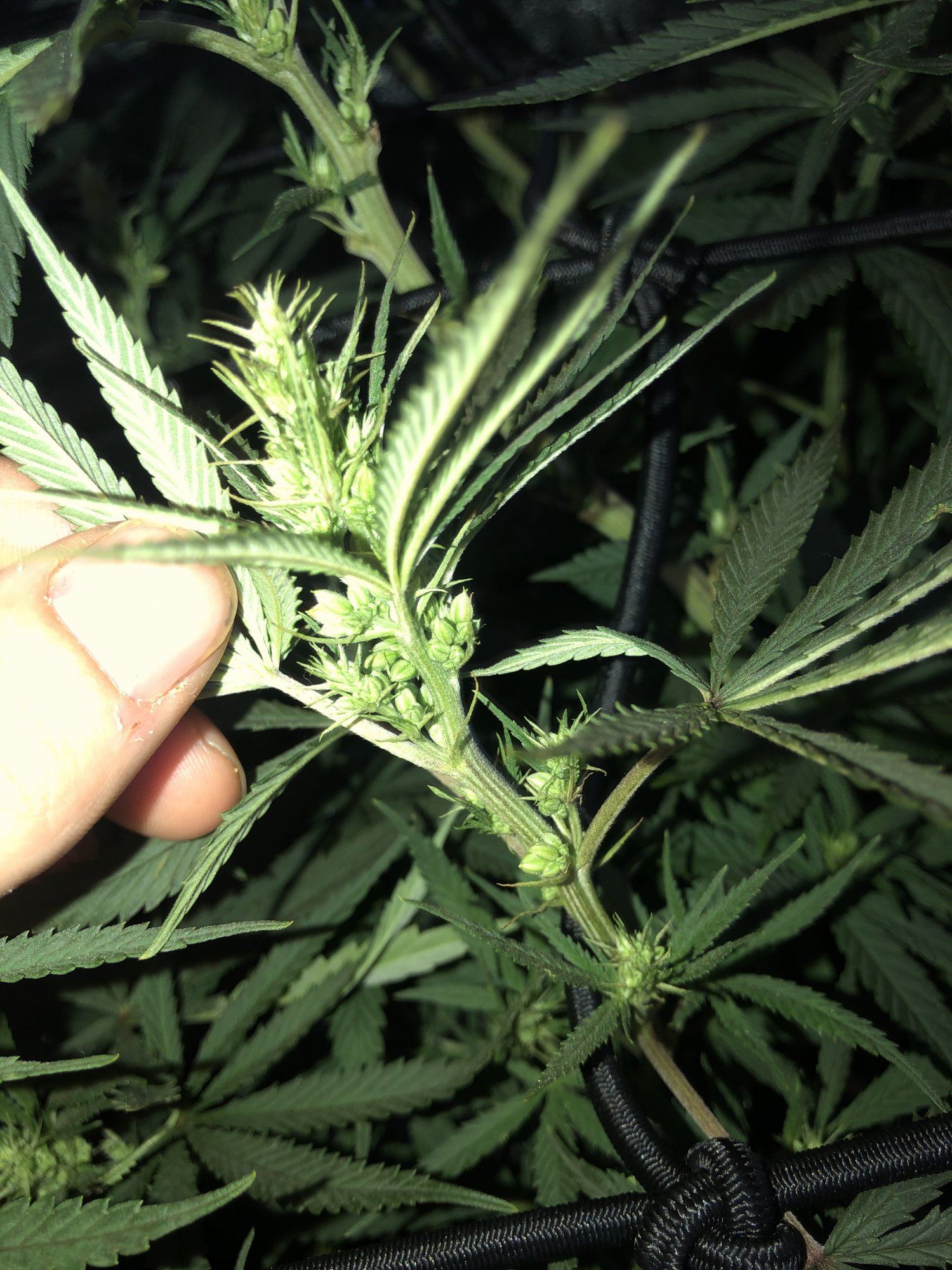 Make or female | THCFarmer - Cannabis Cultivation Network
