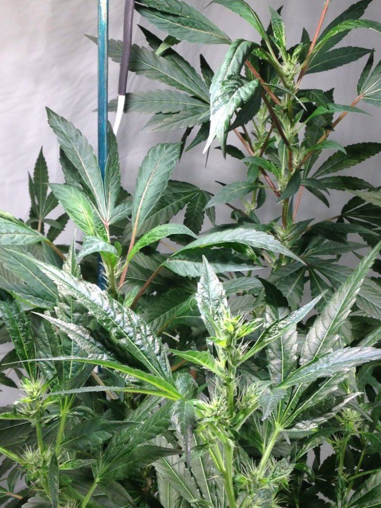 Expert help needed asap 33 days into flower with obama plat skunk plants doing funky stuff 2