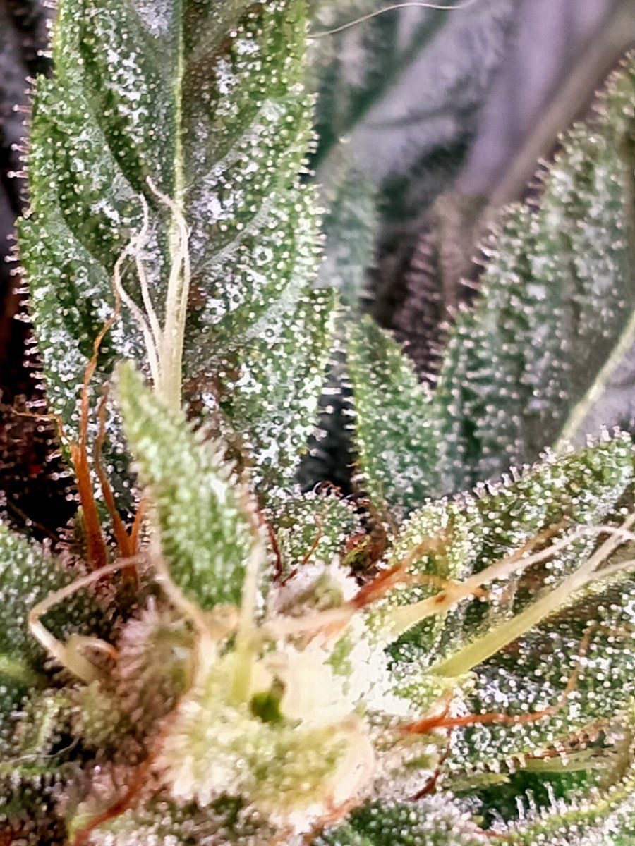 Fifth week of flower second attempt 4